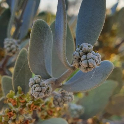 male jojoba plant